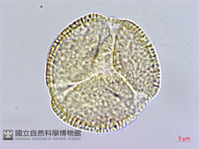 翼萼蔓藏品圖，第3張