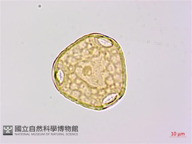 苗栗野豇豆藏品圖，第3張