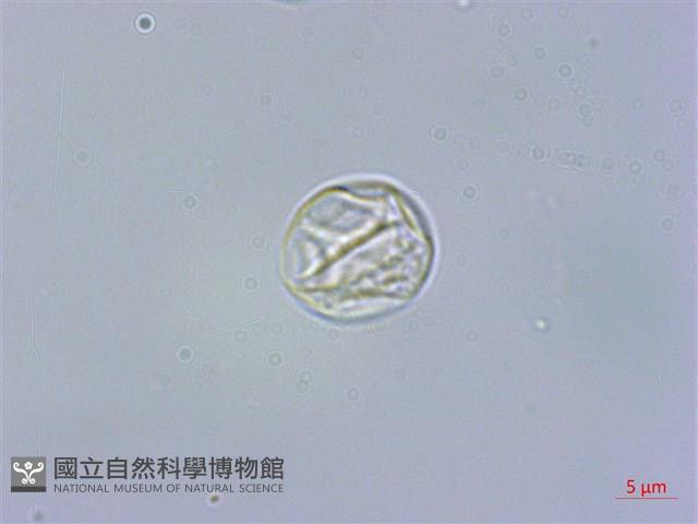 毛花點草藏品圖，第3張