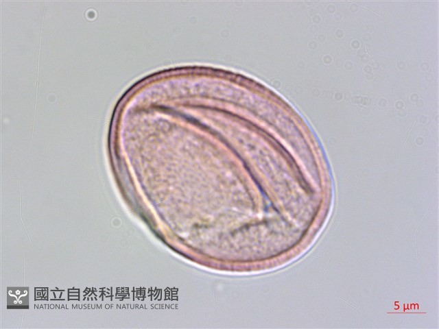 煙草藏品圖，第3張