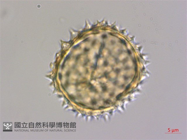 纓絨花藏品圖，第4張