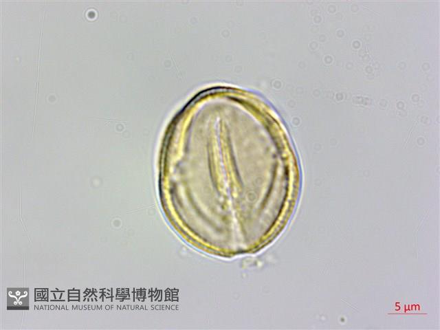 魚木藏品圖，第3張