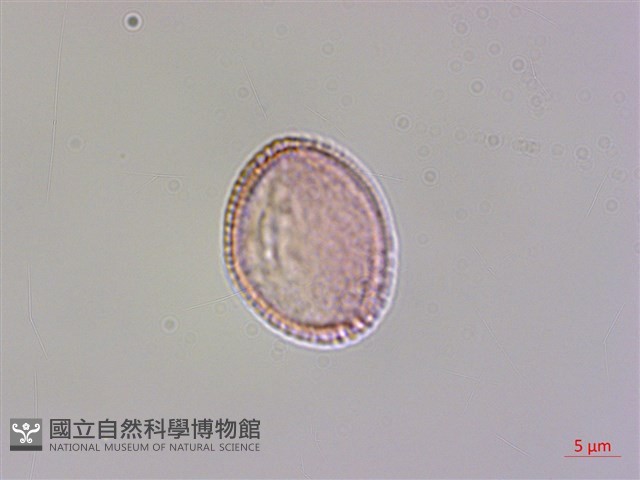 華北檉柳藏品圖，第3張
