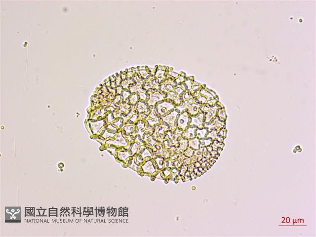 粗莖麝香百合、糙莖麝香百合、鐵炮百合藏品圖，第3張