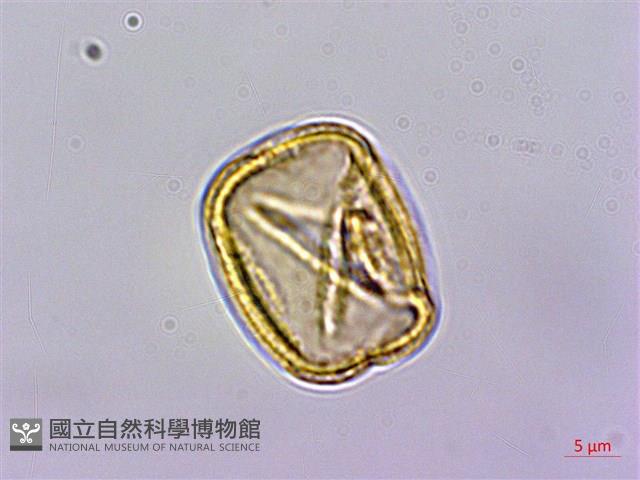 威靈仙藏品圖，第4張