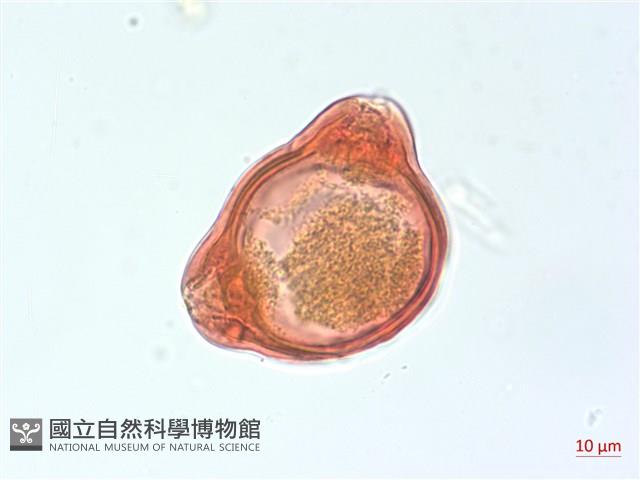 合歡柳葉菜藏品圖，第3張
