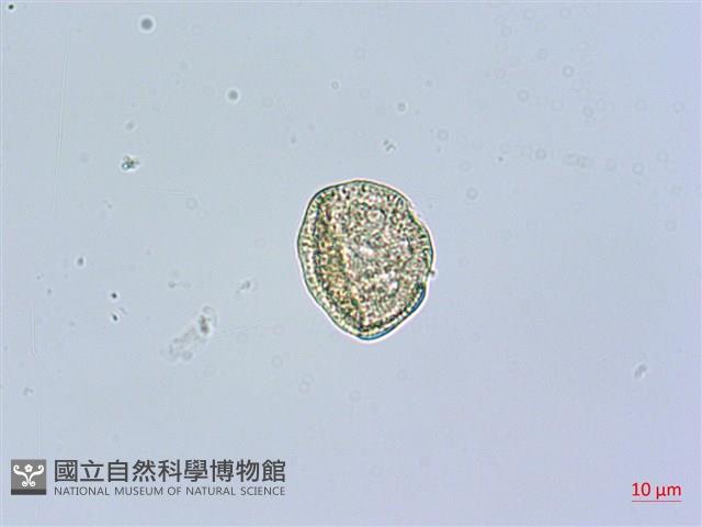 三脈種阜草藏品圖，第4張