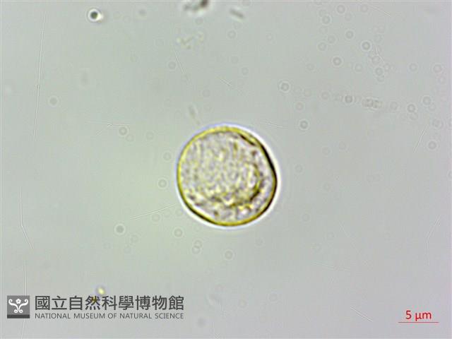 小葉石薯藏品圖，第3張