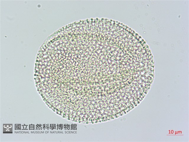 苦瓜藏品圖，第4張