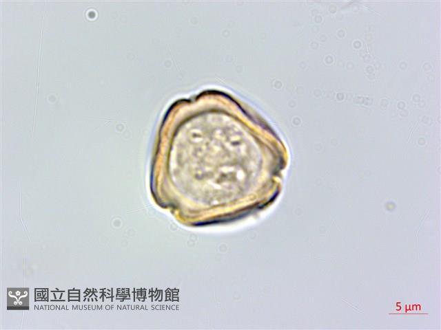 北柴胡藏品圖，第3張