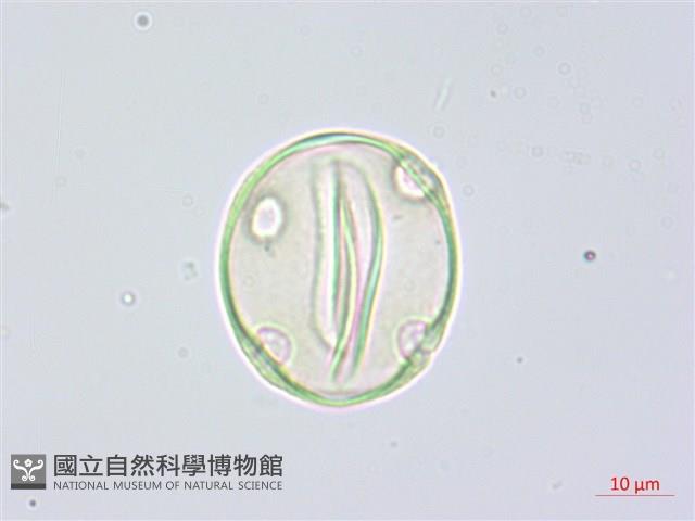 阿里山水晶蘭藏品圖，第3張