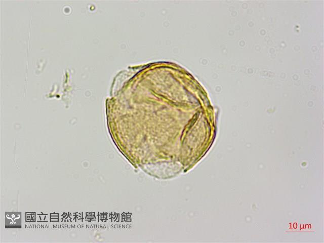 紅皮、葉下白、赤仔尾藏品圖，第4張