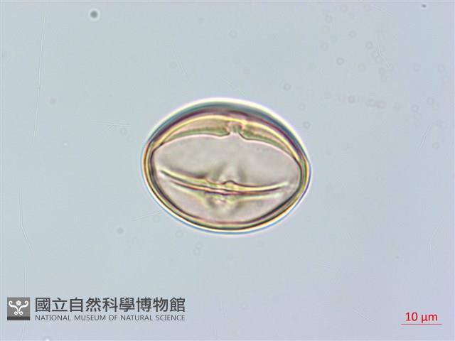 山柿, 山豆柿藏品圖，第4張