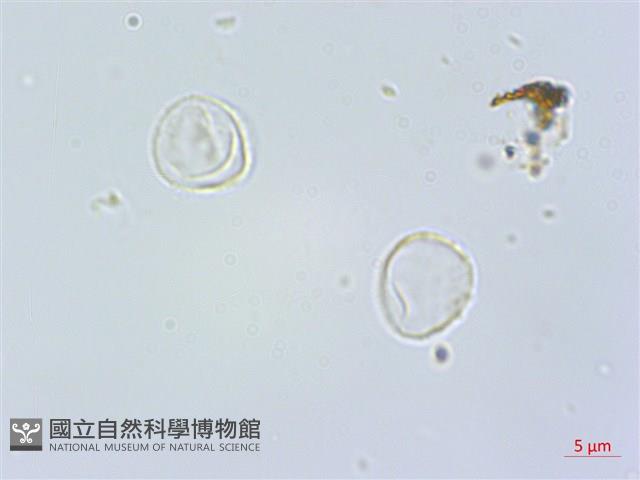 盤托樓梯草藏品圖，第3張