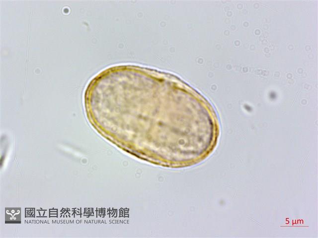 玉山茴香藏品圖，第4張