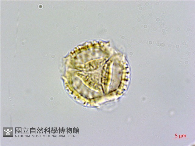 臺灣蝴蝶戲珠花、臺灣蝴蝶花藏品圖，第3張