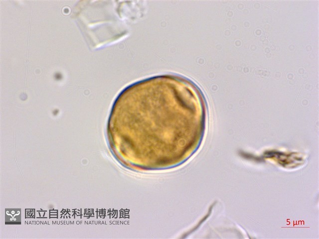 臺灣黃鱔藤藏品圖，第3張