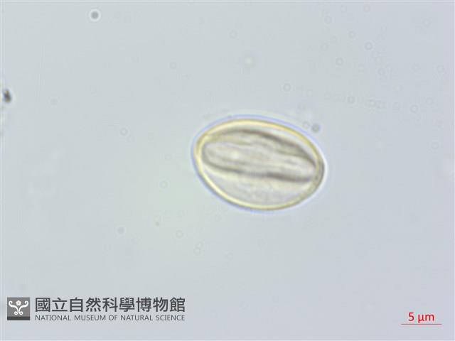 米碎柃木藏品圖，第3張