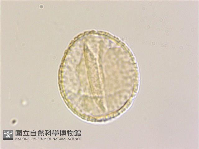 列當藏品圖，第4張