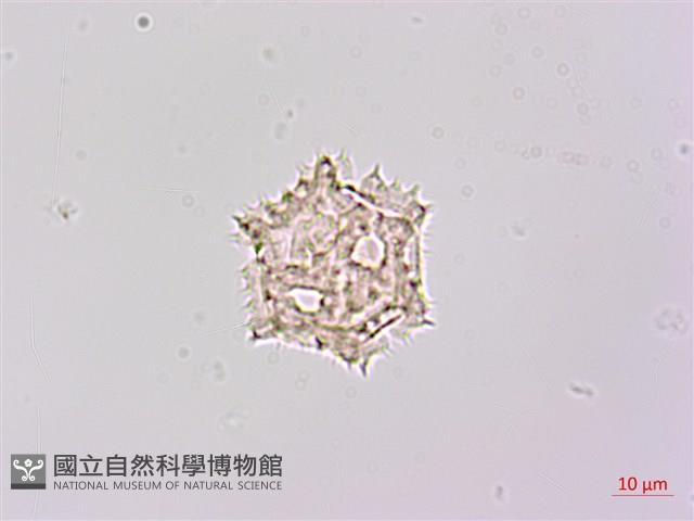 登錄號:S148224藏品圖，第3張