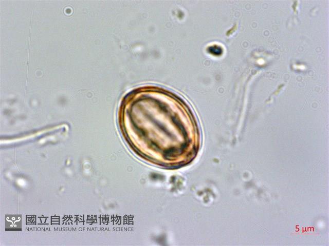 紅子佛甲草藏品圖，第4張