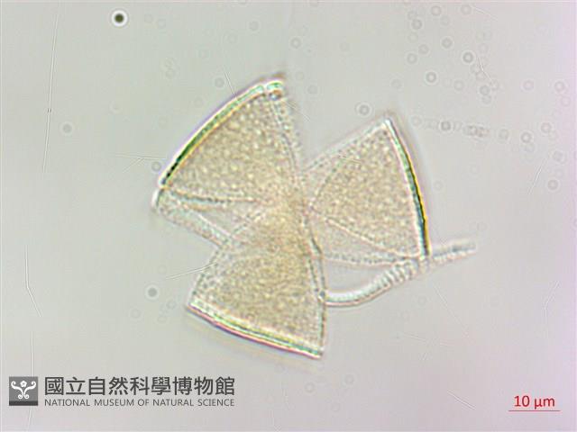 台灣香科科藏品圖，第3張