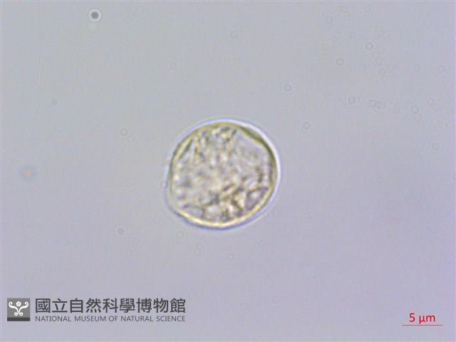 糯米團藏品圖，第3張