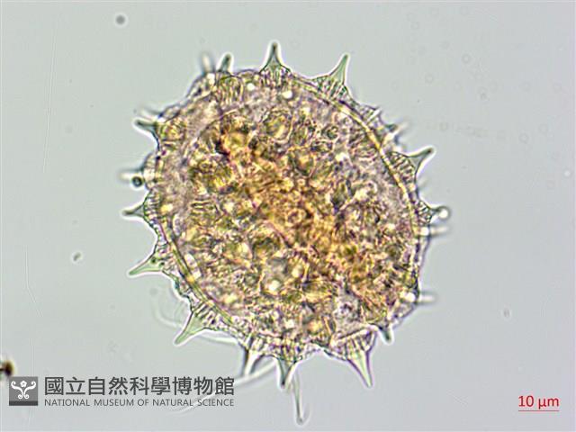 番仔藤藏品圖，第4張