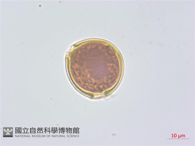 水晶蘭藏品圖，第3張
