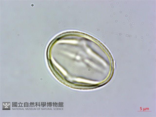 菽草藏品圖，第3張