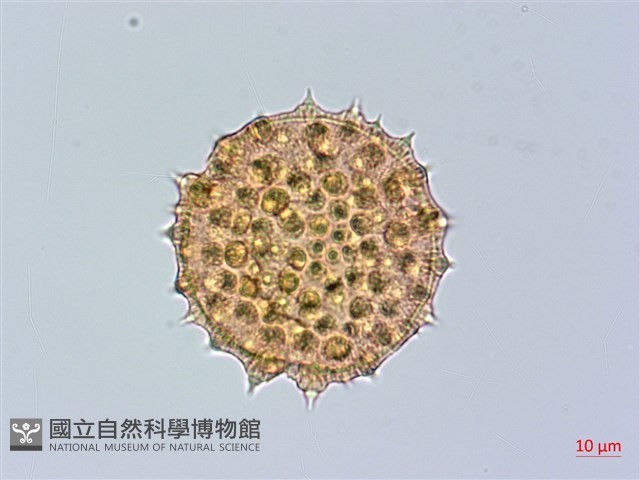 莔麻藏品圖，第3張