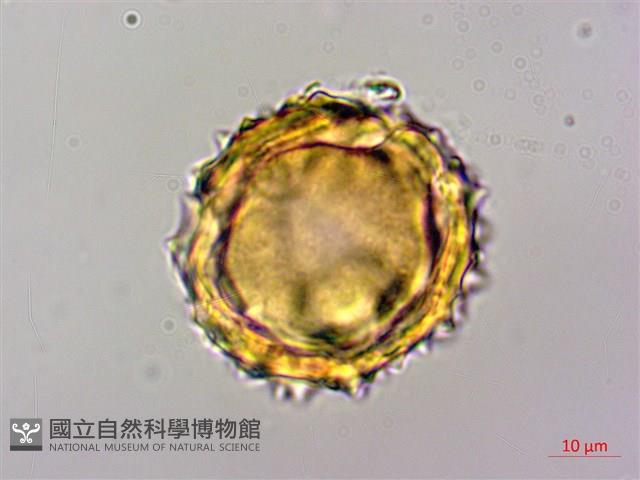高山青木香、腺毛青木香藏品圖，第4張