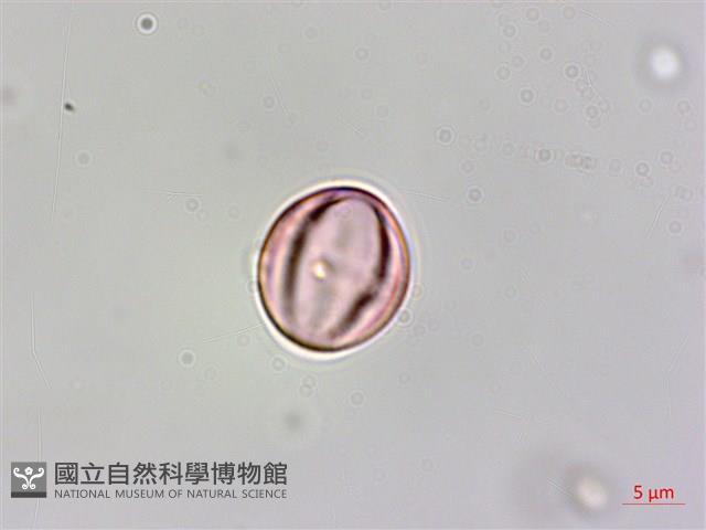 蘭嶼山柑藏品圖，第4張