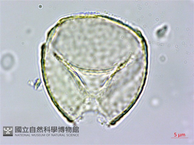 球果紫菫藏品圖，第3張