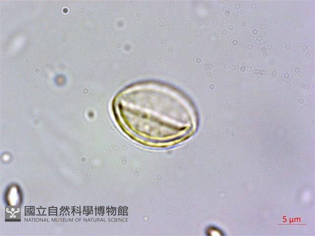 長尾葉南天星 Collection Image, Figure 3, Total 3 Figures