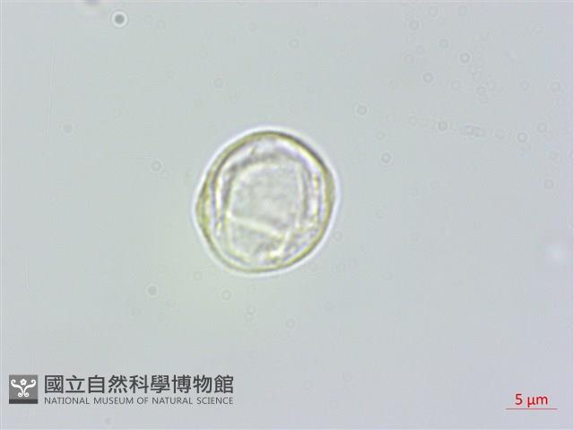 長葉苧麻、柄果苧麻藏品圖，第3張