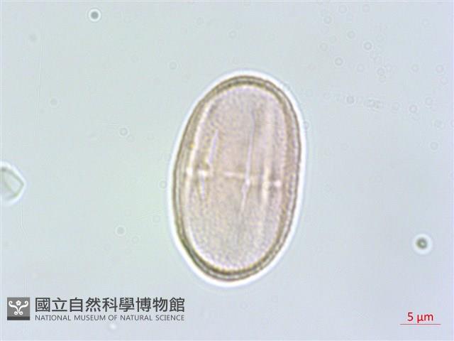 日本前胡藏品圖，第3張