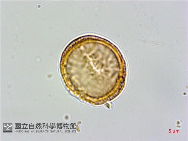 巴氏鐵線蓮藏品圖，第3張