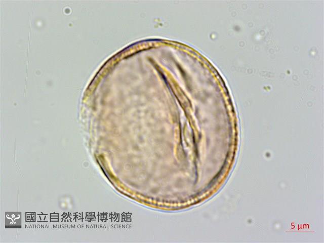 Dickson ehretia Collection Image, Figure 3, Total 5 Figures