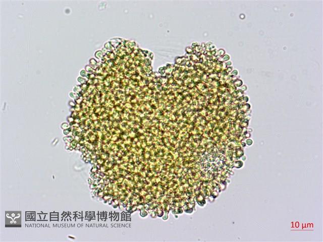 牻牛兒苗藏品圖，第3張