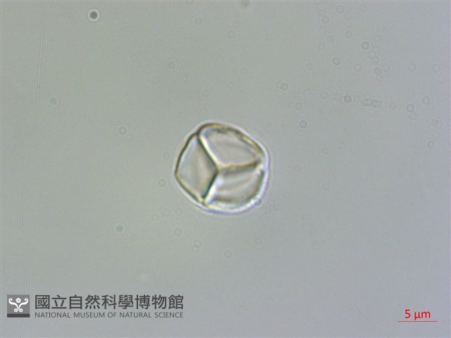 含羞草藏品圖，第3張