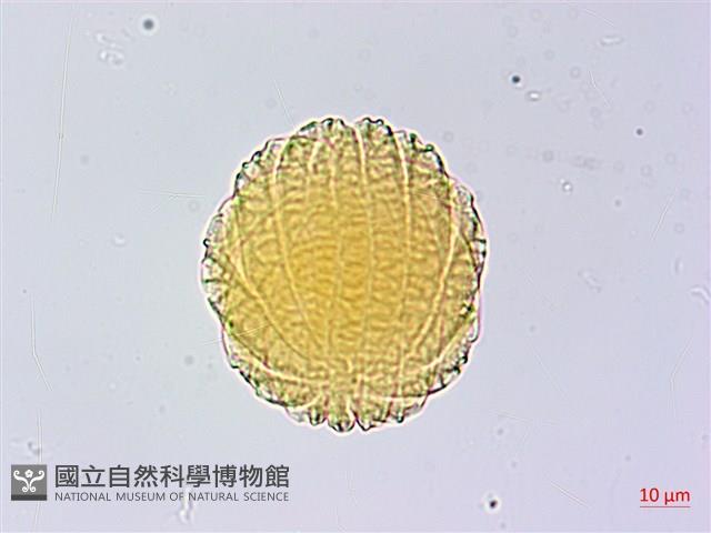 曲莖馬藍藏品圖，第4張