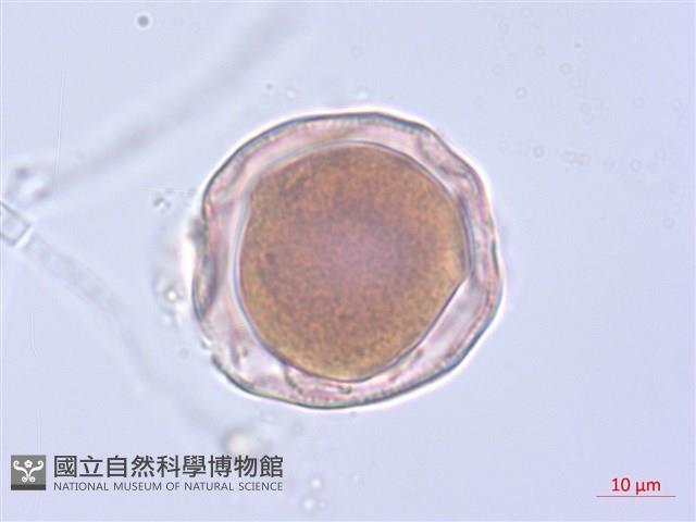 玉山小米草藏品圖，第3張