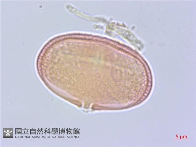 濱防風藏品圖，第3張