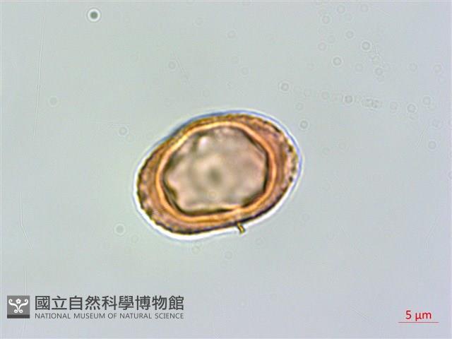 臺灣鱗球花藏品圖，第4張