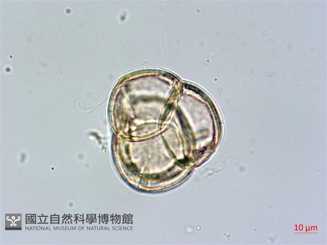 登錄號:S148229藏品圖，第4張