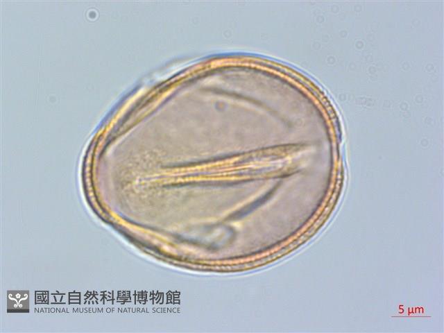 青楓藏品圖，第4張