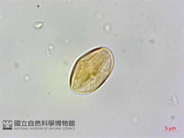 臺灣格柃藏品圖，第3張