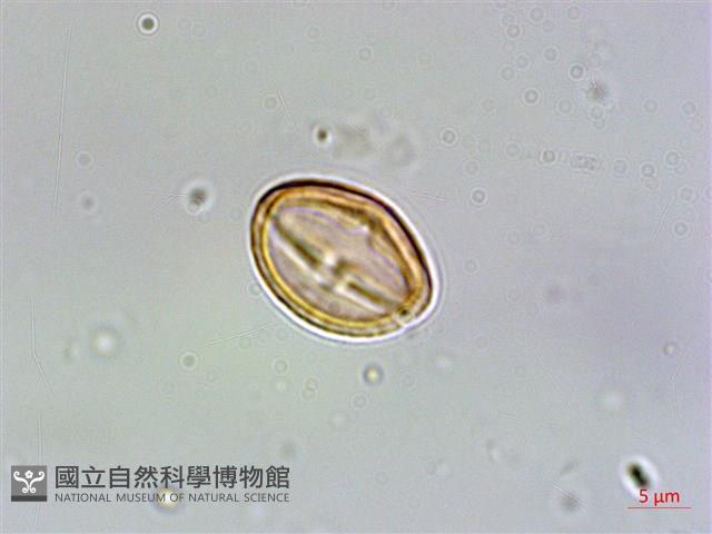 台灣佛甲草、石板菜藏品圖，第4張