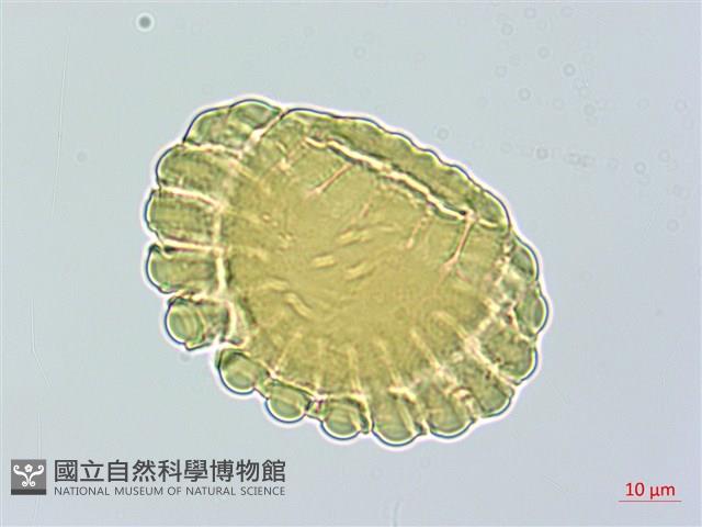 登錄號:S096829藏品圖，第1張